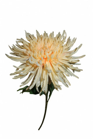 Lule dekorative Hagel